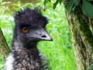 Emu iii